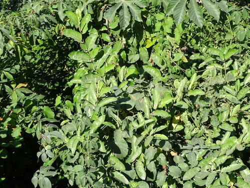 Foto de Pimenta-de-macaco