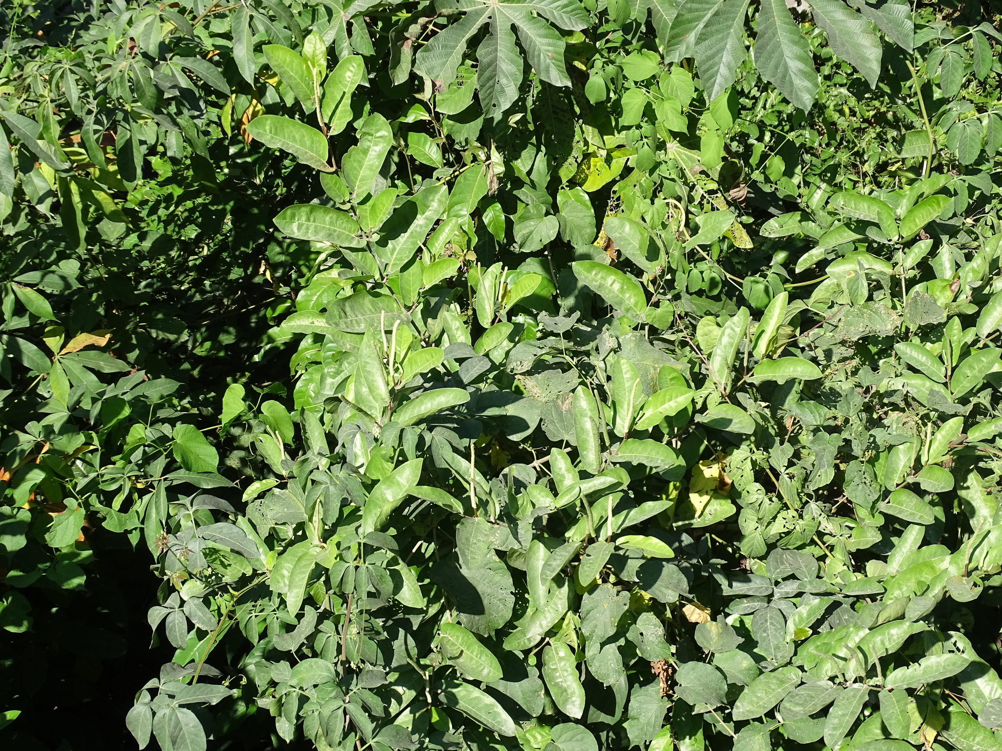 Imagem de Pimenta-de-macaco