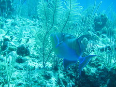 Balistes vetula