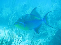 Balistes vetula