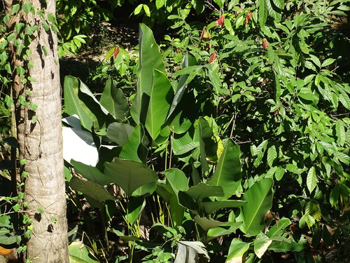 Foto de Papiro