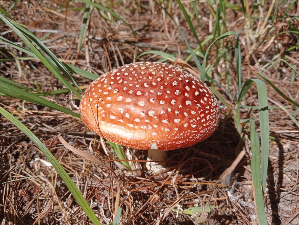 Amanita muscaria · January 2025 · photo: © john_barkla (iNaturalist, cc0)