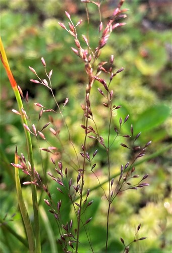 Podagrostis