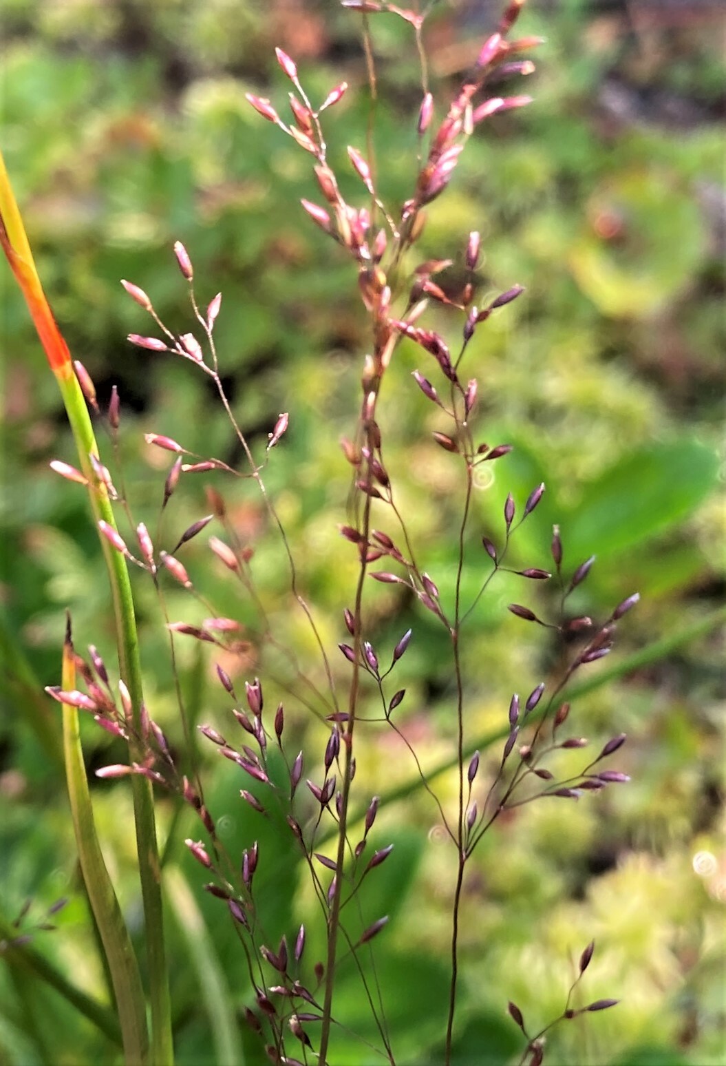 Podagrostis
