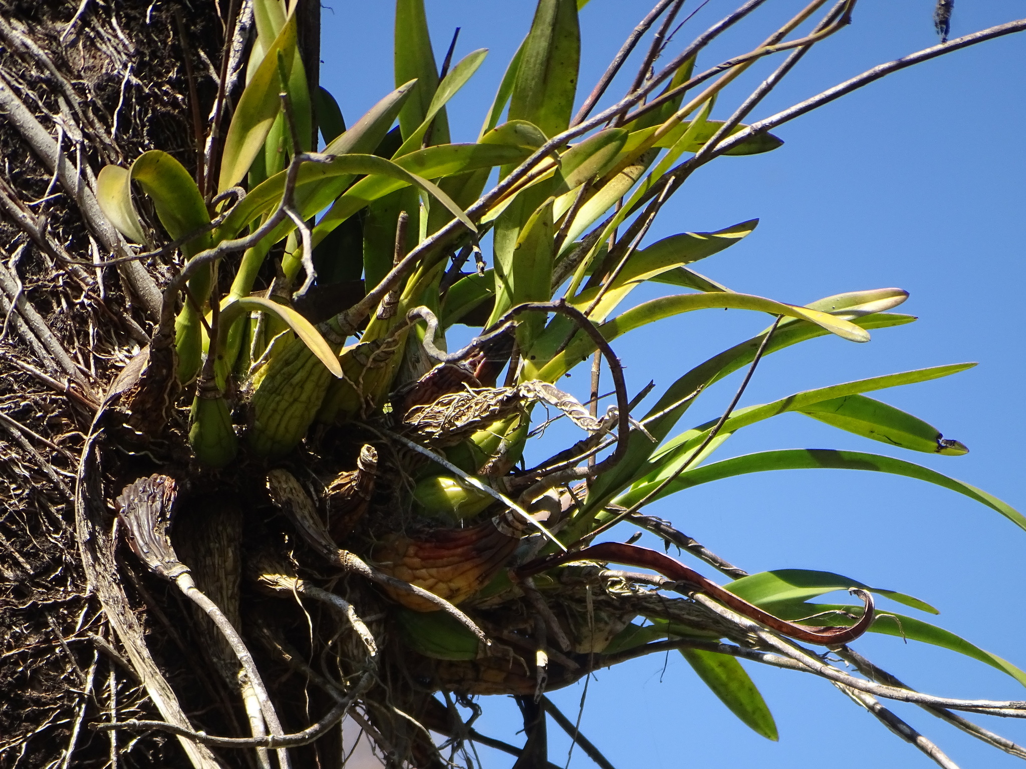 Imagem de Orquídea coração