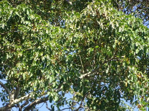 Terminalia oblonga - Whole tree
