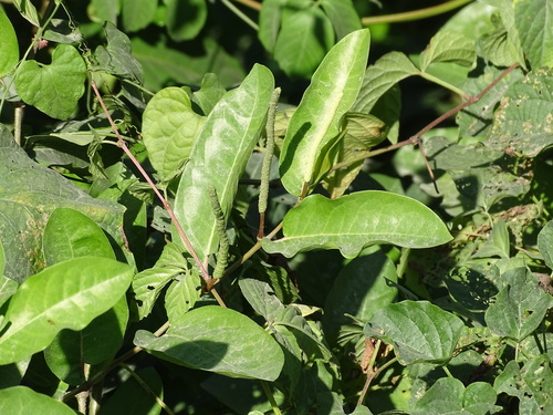 Image of Piper Tuberculatum (Piper tuberculatum) by (c) Alexis López Hernández, some rights reserved (CC BY)