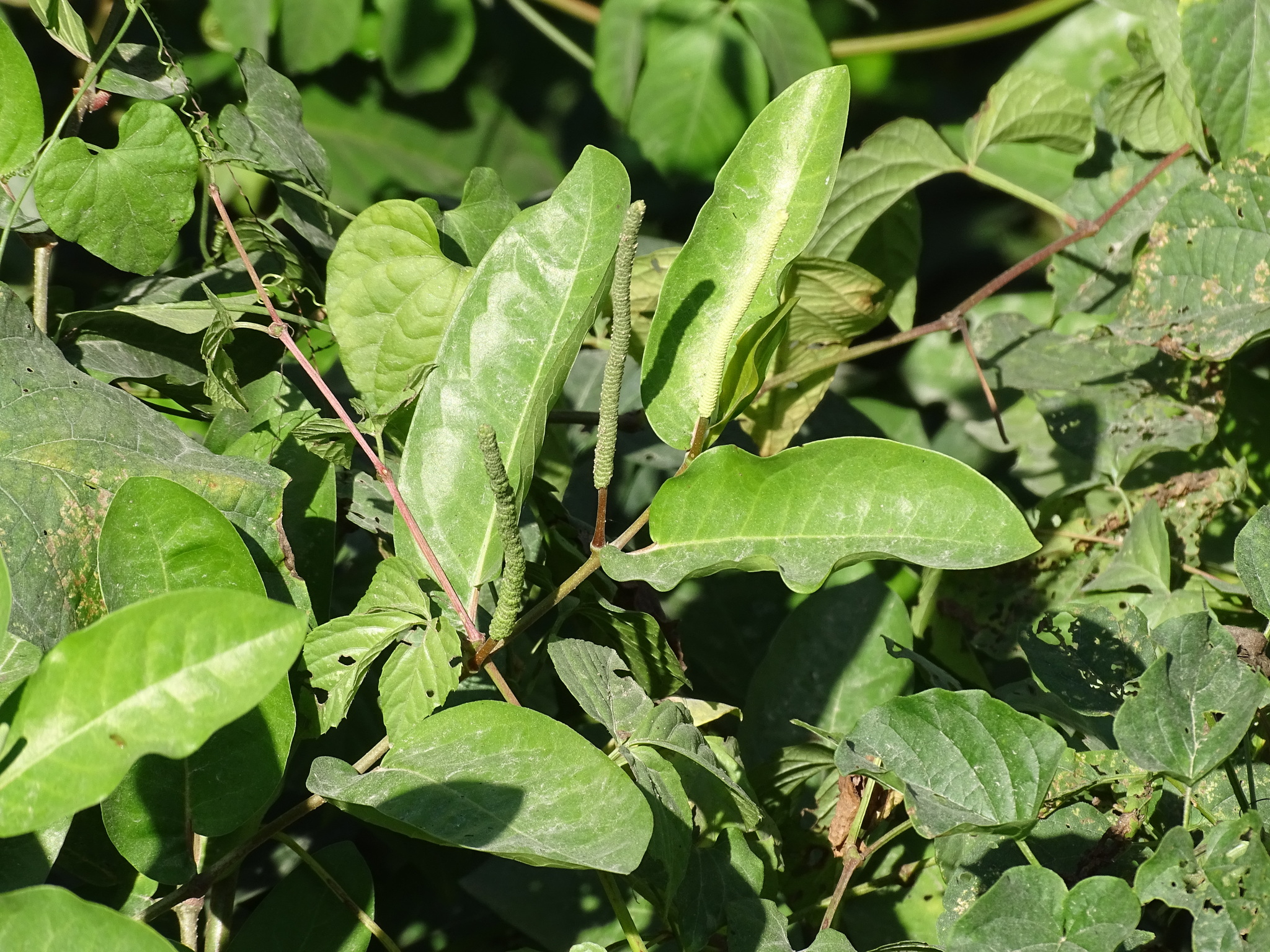 Imagem de Pimenta-de-macaco
