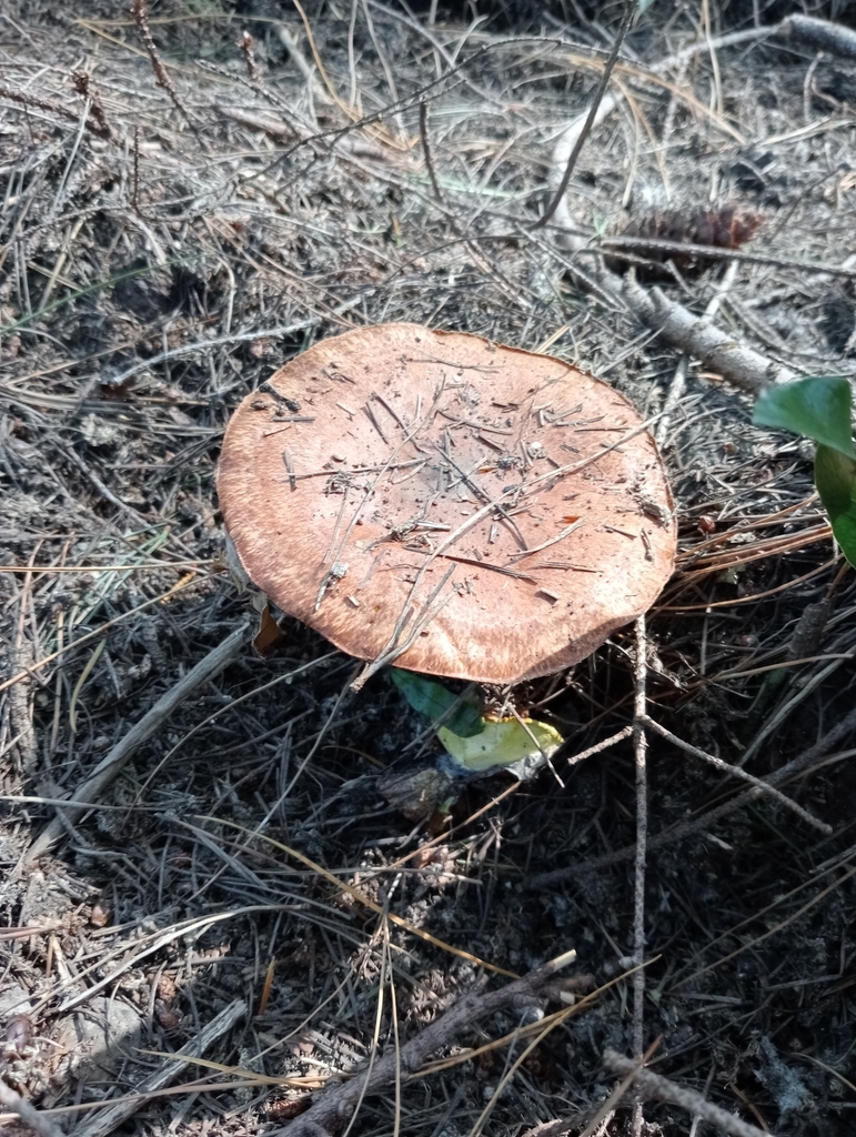 Suillus luteus · January 2025 · photo: © john_barkla (iNaturalist, cc0)