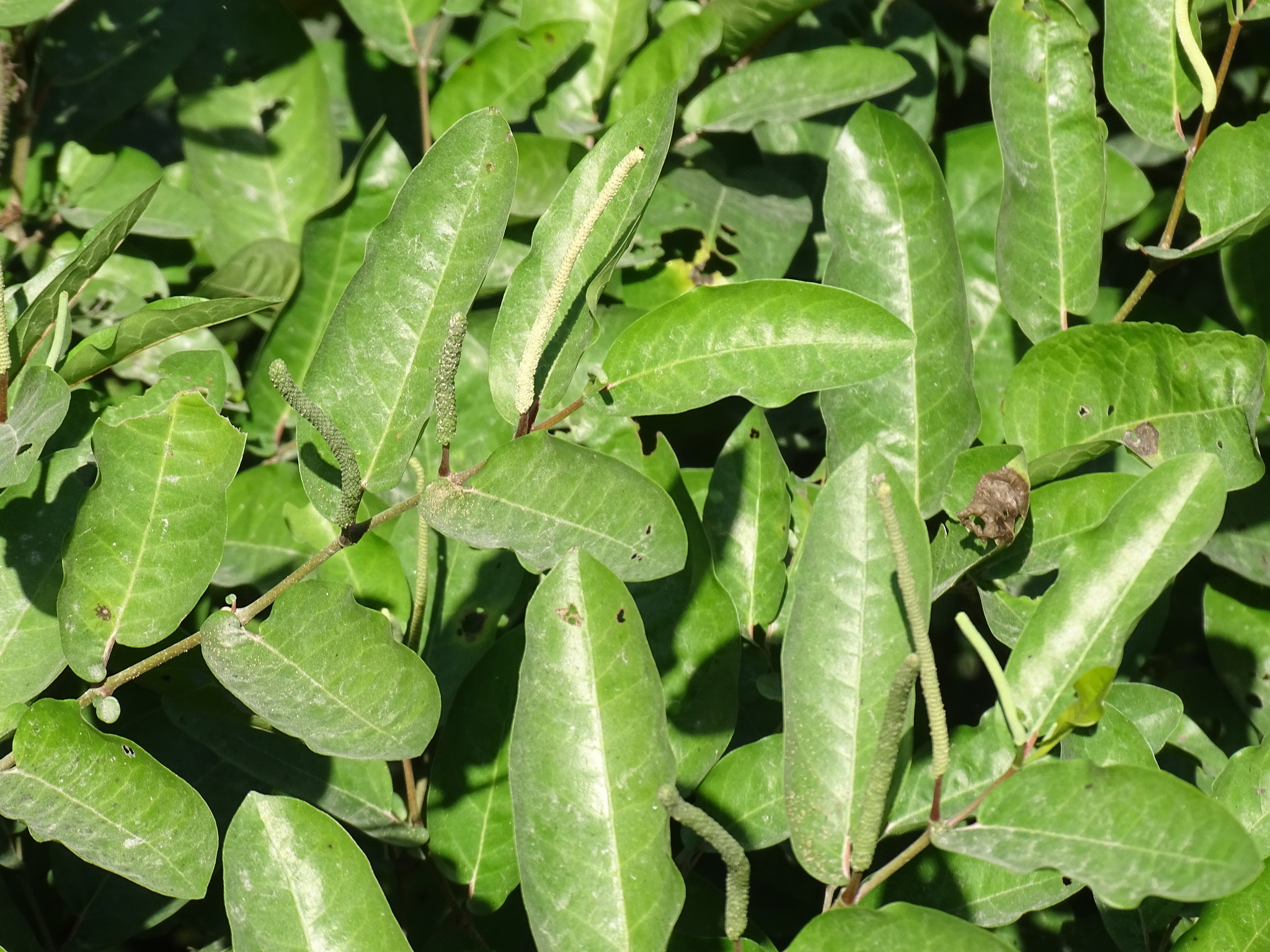 Imagem de Pimenta-de-macaco