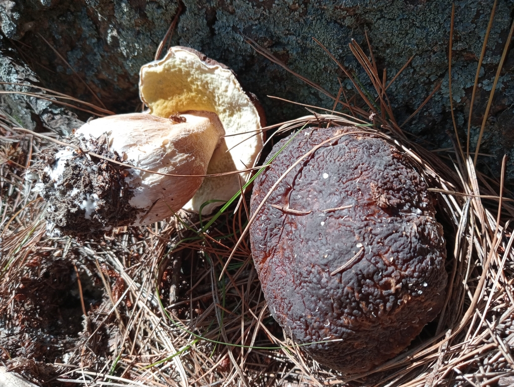 Boletus edulis · January 2025 · photo: © john_barkla (iNaturalist, cc0)