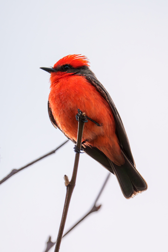 iNaturalist observation photo of Vermilion Flycatcher