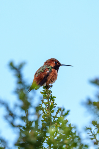 iNaturalist observation photo of Allen's Hummingbird