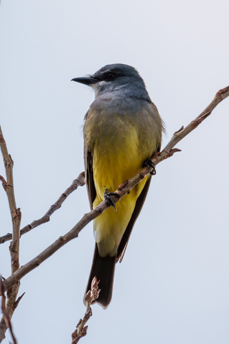iNaturalist observation photo of Cassin's Kingbird