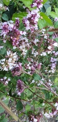 Origanum vulgare