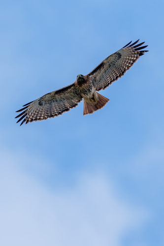 iNaturalist observation photo of Red-tailed Hawk