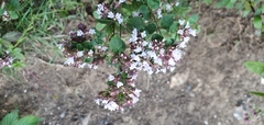 Origanum vulgare