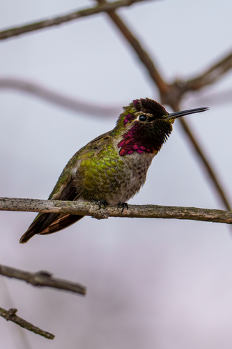 iNaturalist observation photo of Anna's Hummingbird