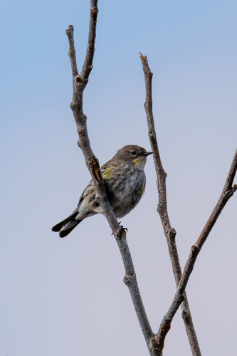 iNaturalist observation photo of Yellow-rumped Warbler
