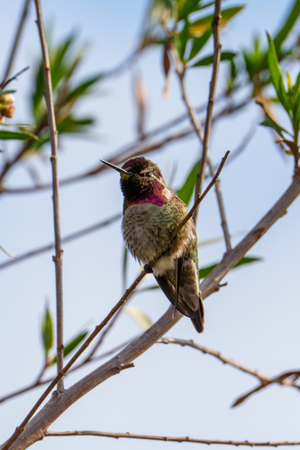 iNaturalist observation photo of Anna's Hummingbird