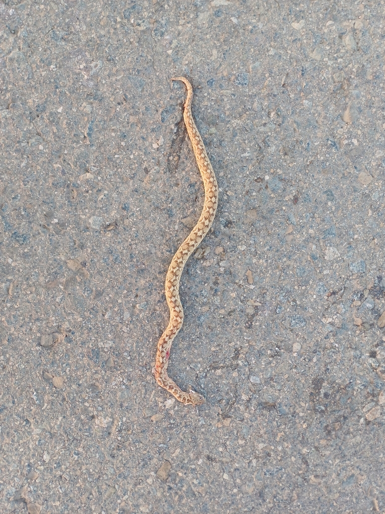 Borkin's Carpet Viper