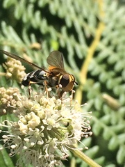Leucozona glaucia