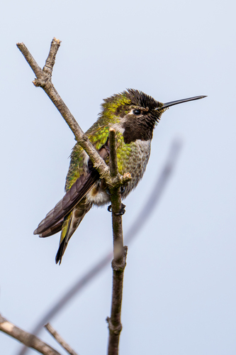 iNaturalist observation photo of Anna's Hummingbird
