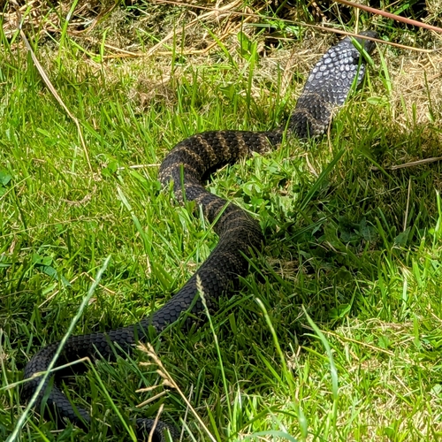 Tiger Snake sighting