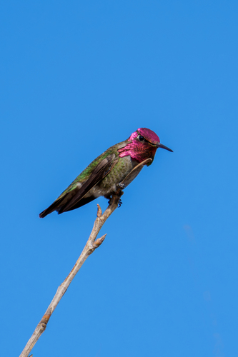 iNaturalist observation photo of Anna's Hummingbird