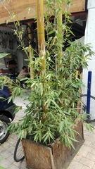 Phyllostachys bambusoides