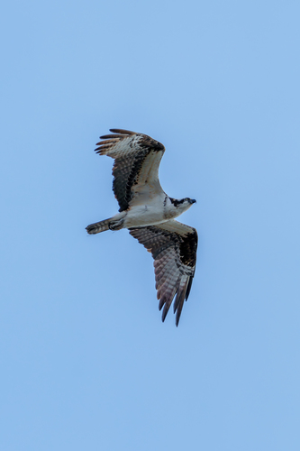 iNaturalist observation photo of Osprey