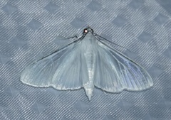 Palpita flegia