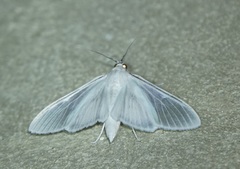 Palpita flegia