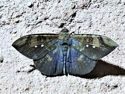 Hemeroblemma lioneli