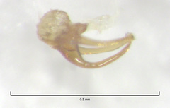 Sagola genalis