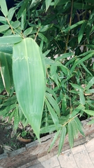 Phyllostachys bambusoides