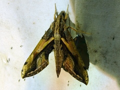 Xylophanes ceratomioides