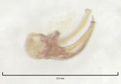 Sagola genalis