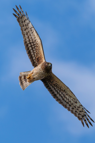 iNaturalist observation photo of Northern Harrier