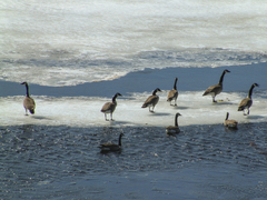 Branta canadensis canadensis