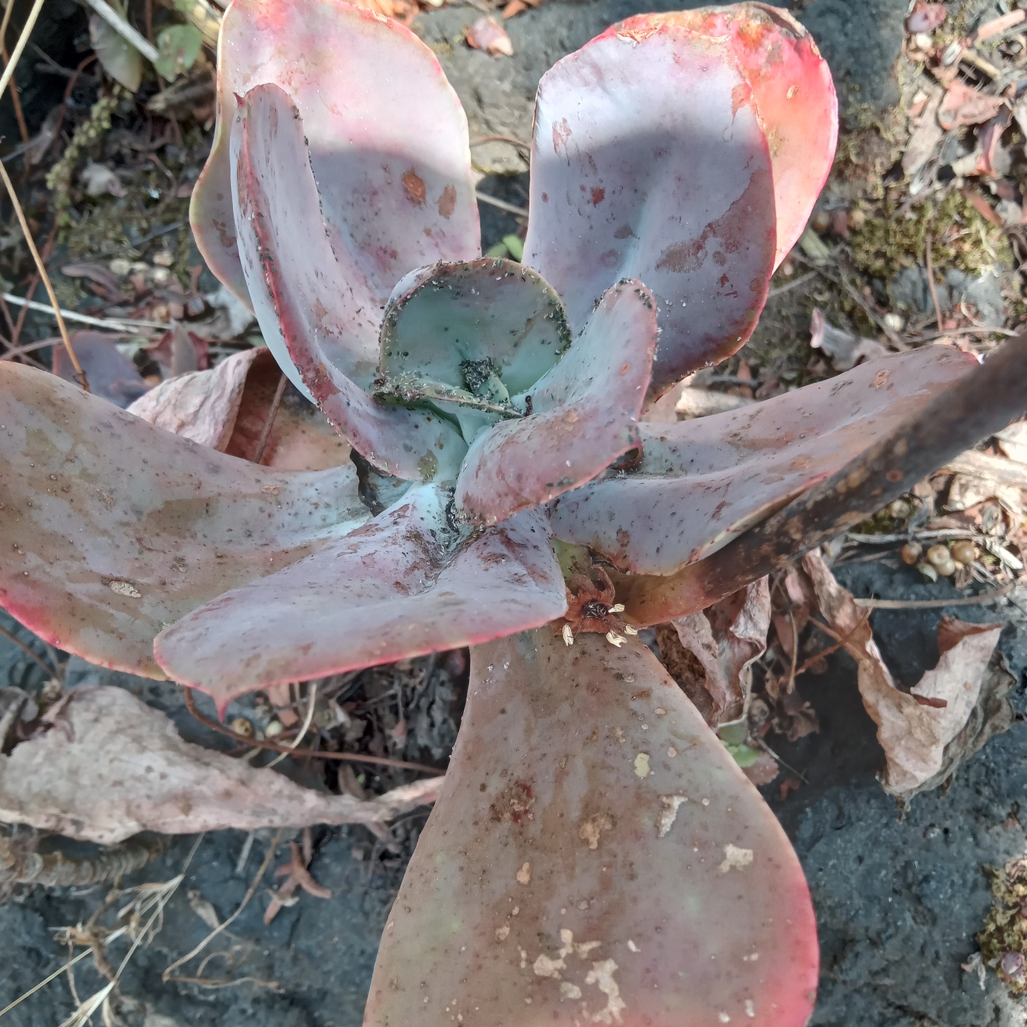 Imagem de Rosa-de-pedra