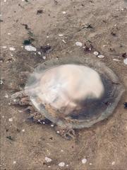 Rhizostomatoidea