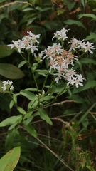 Sericocarpus asteroides