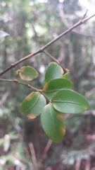 Peponidium
