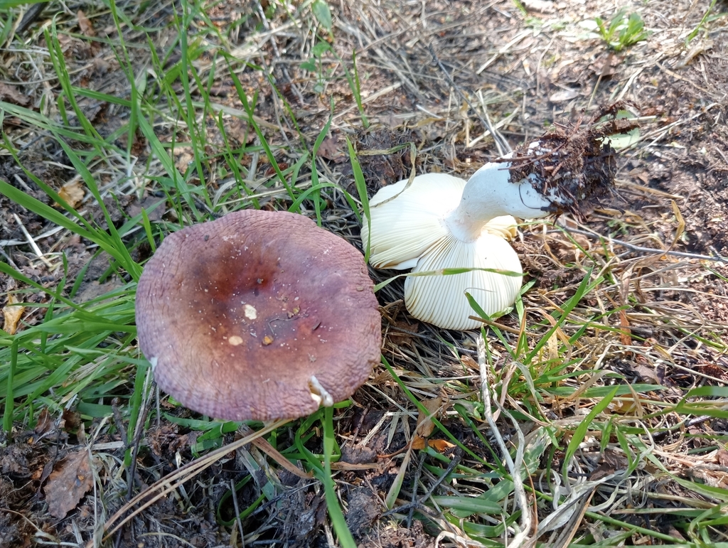 Russula nitida · January 2025 · photo: © john_barkla (iNaturalist, cc0)