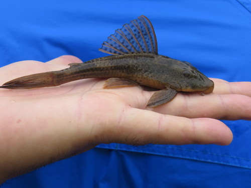 suckermouthed catfish