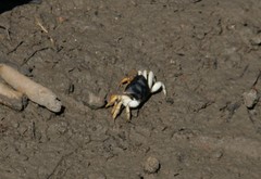 Tubuca coarctata