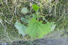 Geum macrophyllum macrophyllum