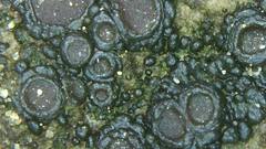 Enchylium coccophorum