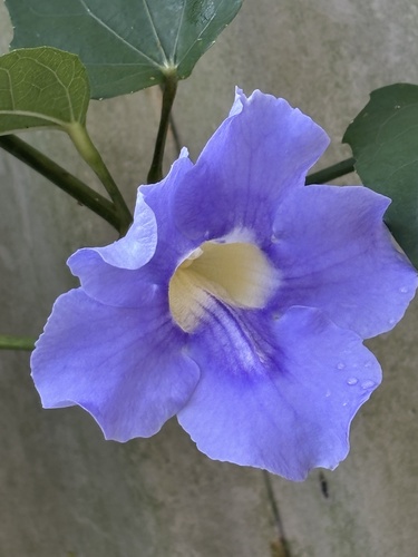 Foto de Tumbérgia-azul
